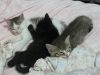 免费送自己家大猫生的三只小猫 一个半月大 会吃猫粮会用猫砂
