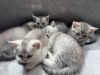 小猫找领养，无偿