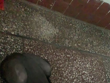 谁家咪咪丢了