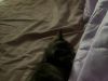 100块钱小猫猫