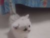 银渐层小奶猫便宜出售需要的微我，173583239