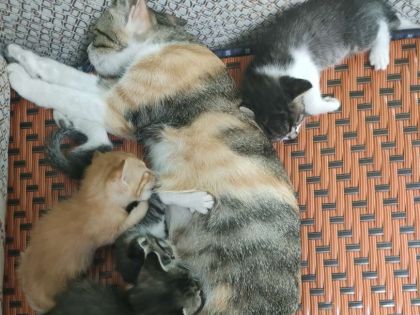 猫咪找新家