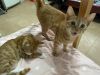 有些人领养小猫咪吗 2只都是弟弟 3个多月 因为工