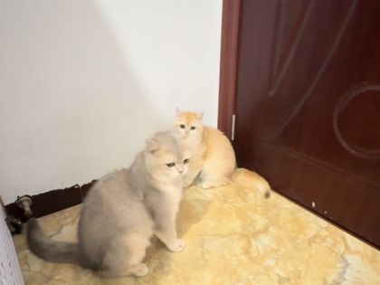 出一对金渐层