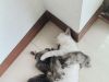 有人要小猫咪的不
