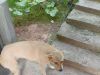 生过一胎的中华田园犬免费送。
