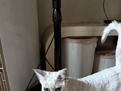 寻猫启事
