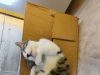 寻猫