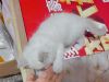 便宜出，还有俩，小布偶，活泼爱互动。。会吃猫粮会用猫砂!