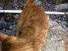 橘猫领养
