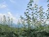 云安大片大片的梨树哦，长得像苹果一样