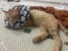 橘猫领养，已绝育