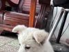 又要领养狗狗的不。