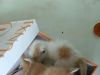 猫妈妈嘎屁了还剩五只小奶猫有人要领养的么