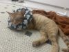 免费领养猫咪，大橘猫已做绝育。电话15826324