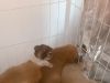 小狗免费领养