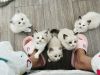 布偶猫蹲家长~还有4只，喜欢的联系我：177023