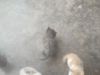 小猫。免费 免费 免费。领养