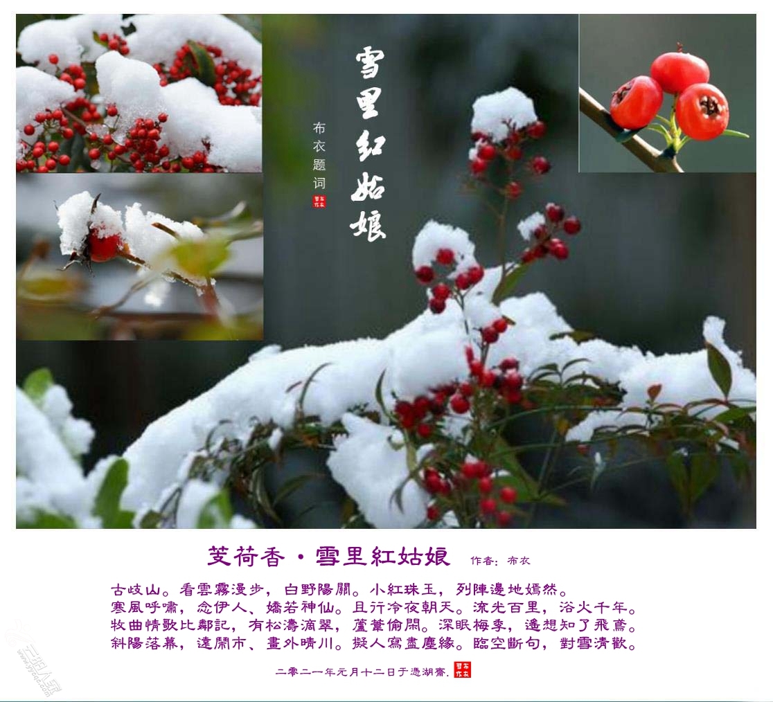 火棘.jpg