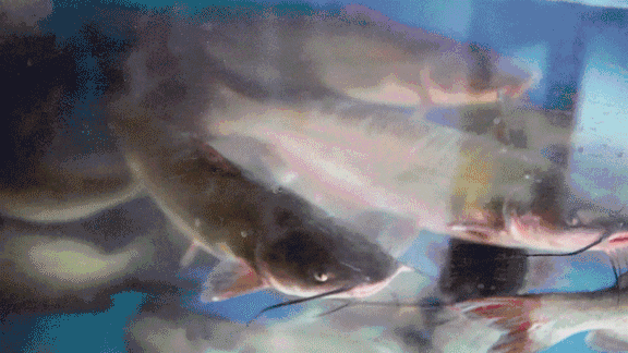 3ea9d5bab2bf1f4341e201ba85c26755.gif