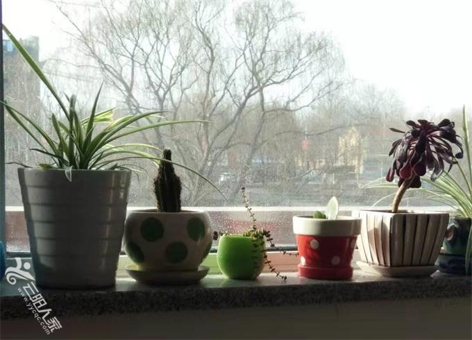 8bea51d022f3100e4fb0078e3ae9c5b_看图王柳树.jpg