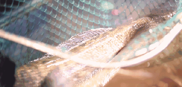 f40a370c82b588a78cdddee959d3f75c.gif