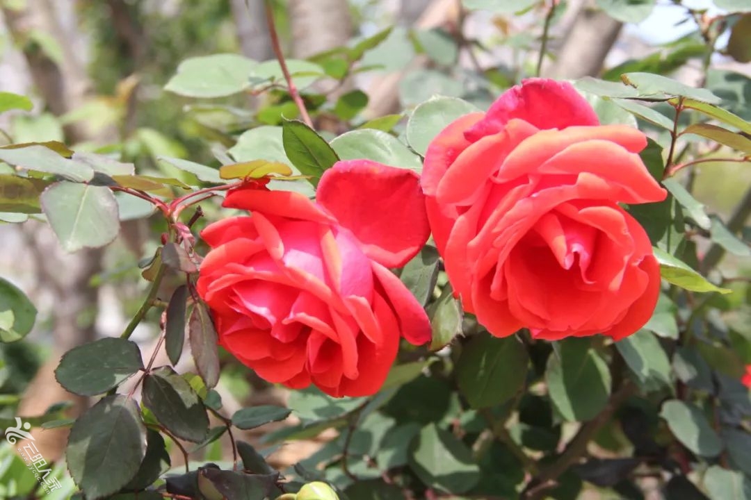 fc639c5ad97b41538ce5070f8e977309.jpg