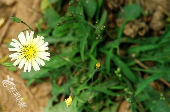 苦菜花.jpg