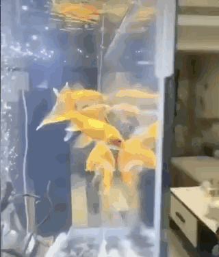 300e705519c4ca137c7f42d06592e4f0.gif
