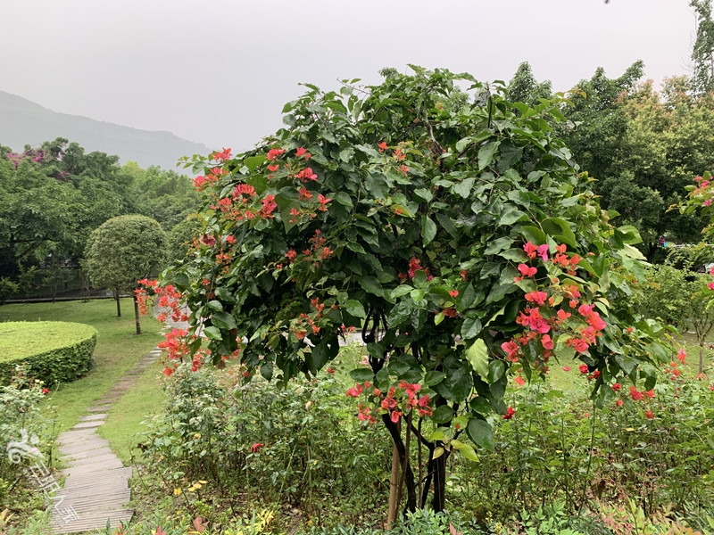 花.jpg