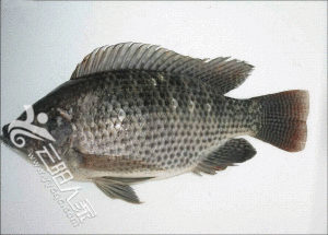 front2_0_FnKO1eMvKyquD0f3nTk7R6aT0qPI.1624666795.gif