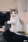front2_0_423397_FiDb4gXIEm5r_j88bSAsUPICNxbE.1636956733_14_12_15.gif