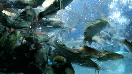 673aaeb7d0f6cf935c4a58f3d8e514d8.gif