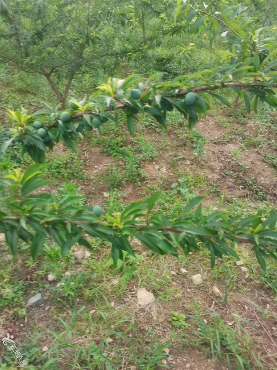 晚熟蜂糖李