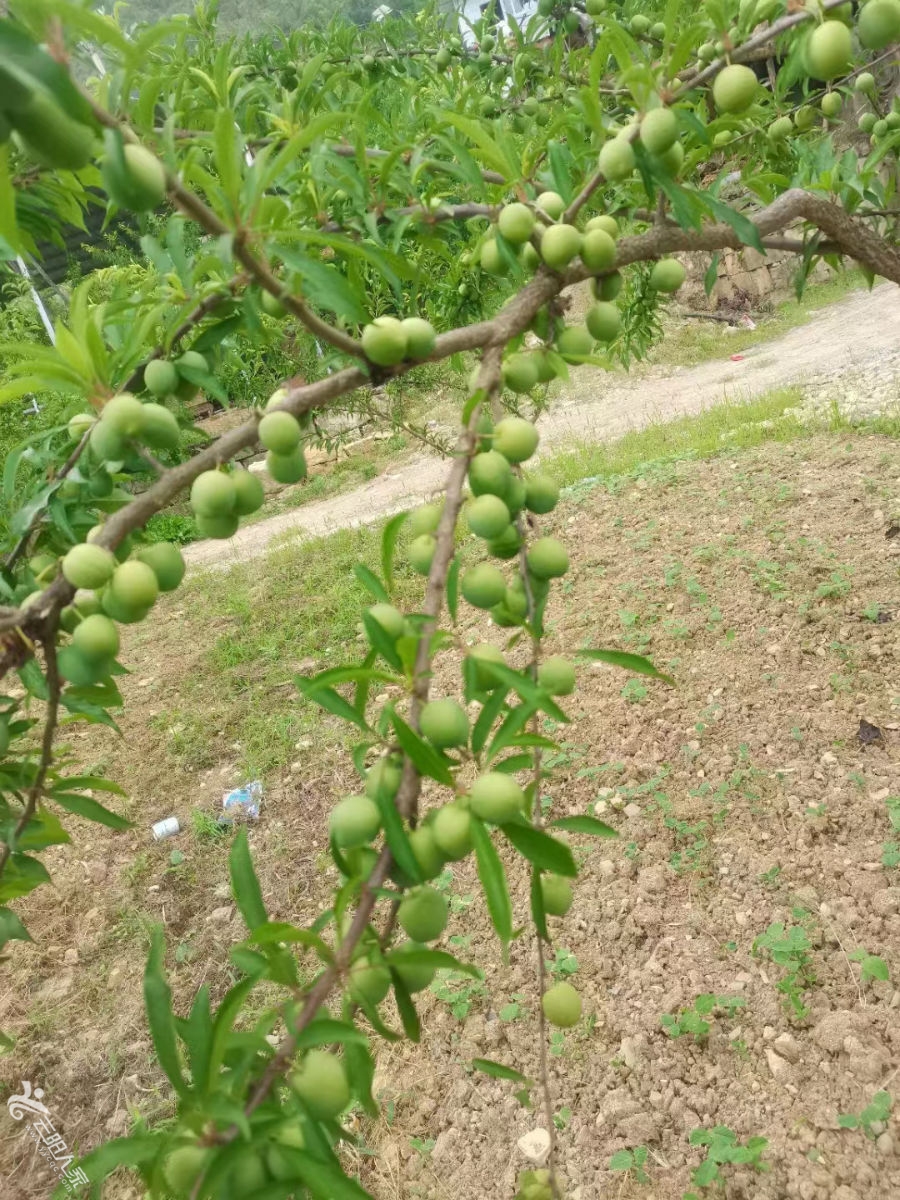 江安李