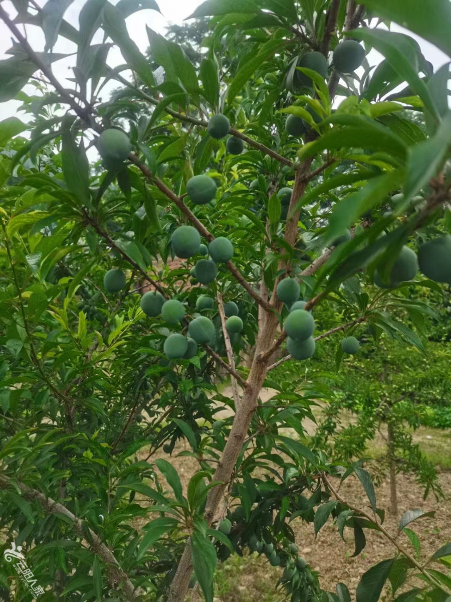 晚熟蜂糖李