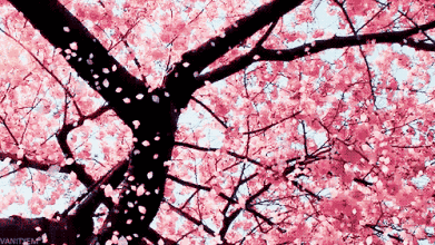 20f3fa27a706a381b24f982194b95499.gif