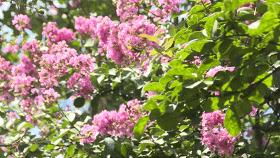 bef8070c26c31caa254eeda90df21ea8.gif