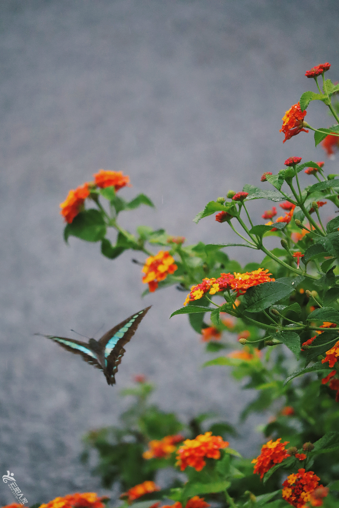 dee7030bfc68901404280c01f9ee565f.png