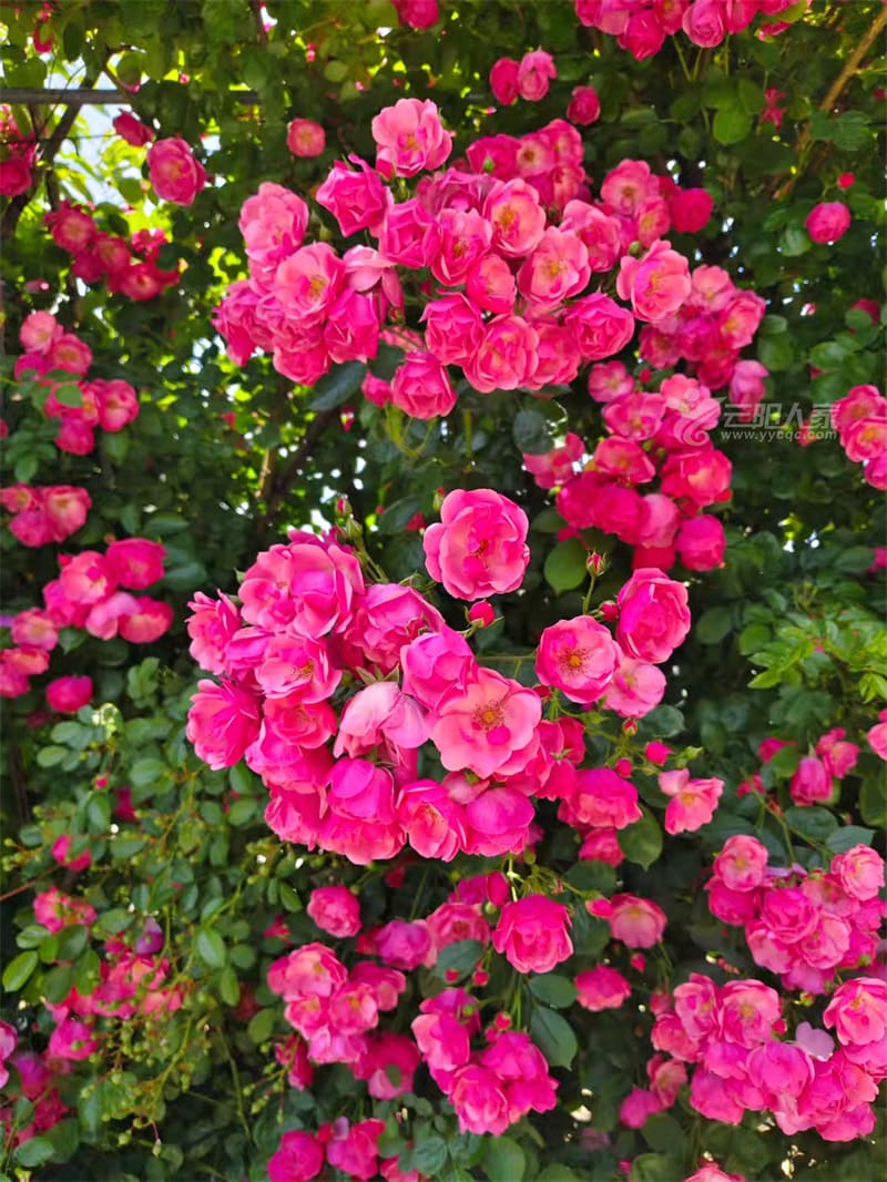 9eabeaf37749ebb8058c76ebd2babbe3_origin(1).jpg